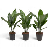 Three medium Aspidistra elatior plants with upright leaves in black pots