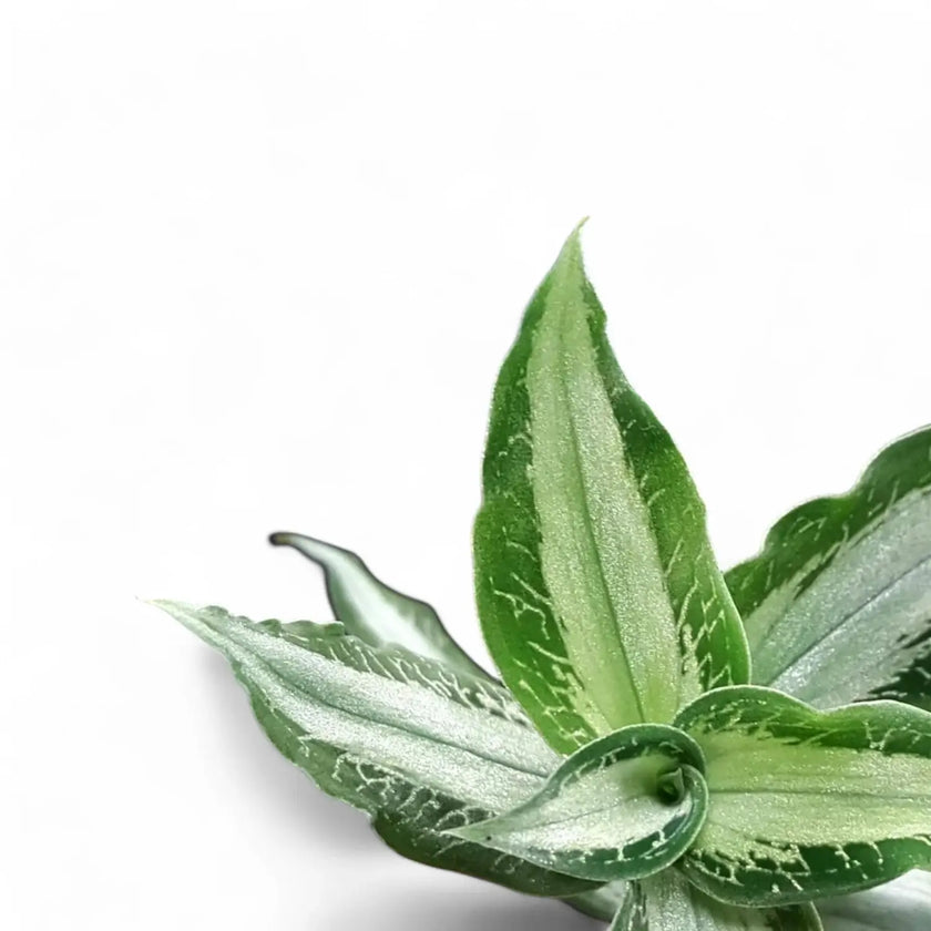 Aspidogyne argentea – Blattdetail vor weißem Hintergrund..