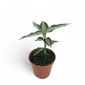 Aspidogyne argentea potted plant in nursery pot on white background.