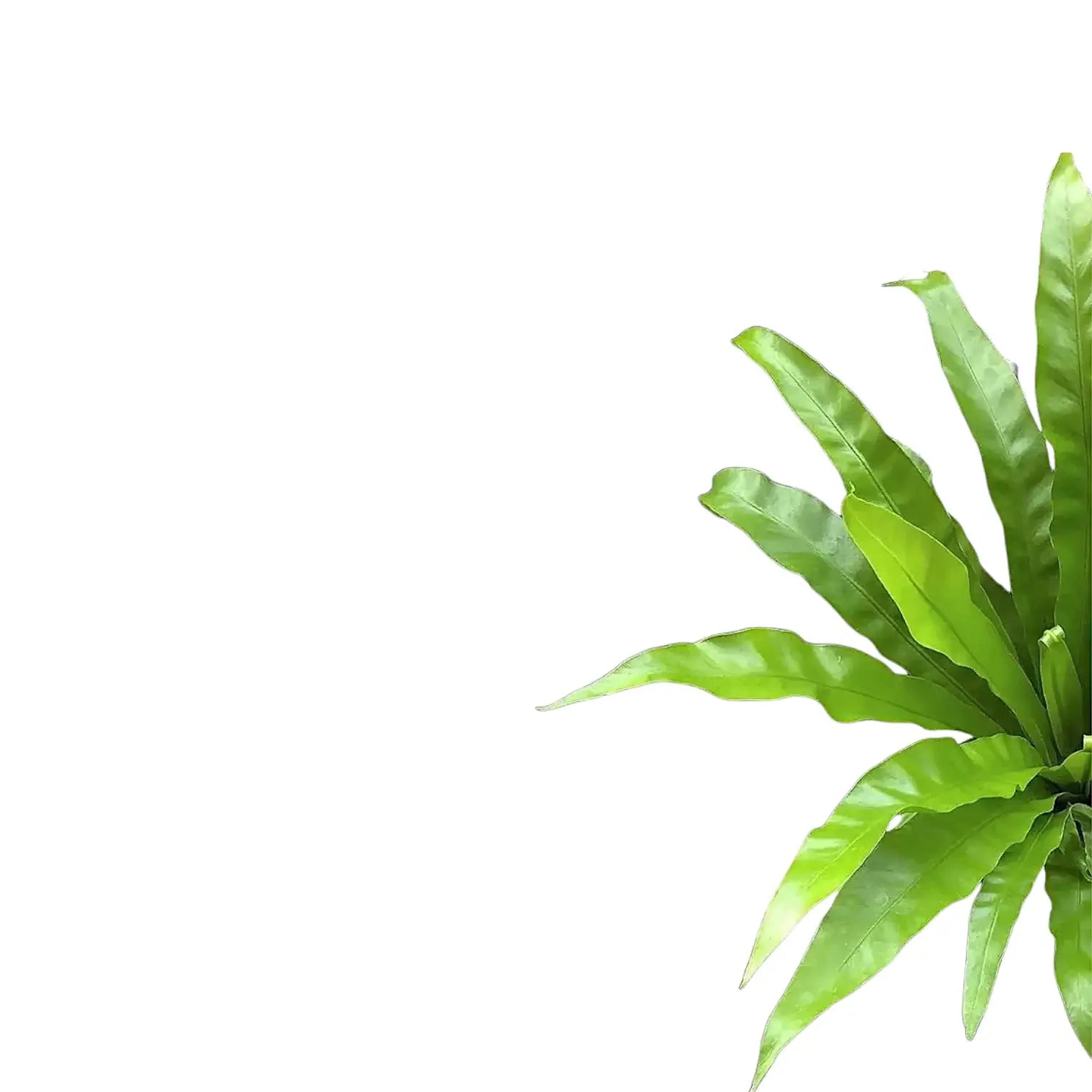 Nahaufnahme eines Wedels von Asplenium antiquum vor weißem Hintergrund.