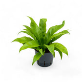Asplenium antiquum potted plant in nursery pot on white background.