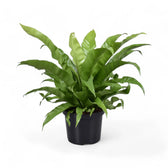 Asplenium antiquum potted plant in nursery pot on white background.
