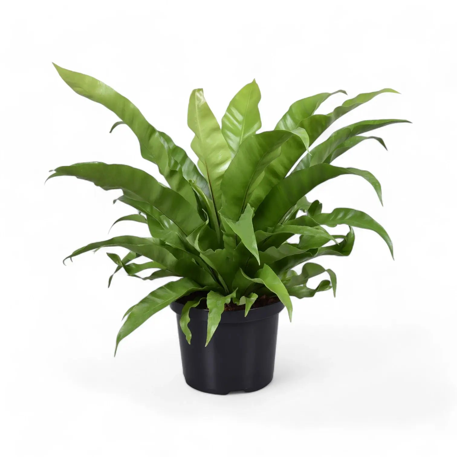 Asplenium antiquum potted plant in nursery pot on white background.
