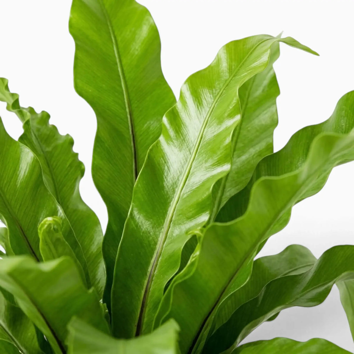 Asplenium antiquum – Nahaufnahme breiter, bogig überhängender grüner Wedel