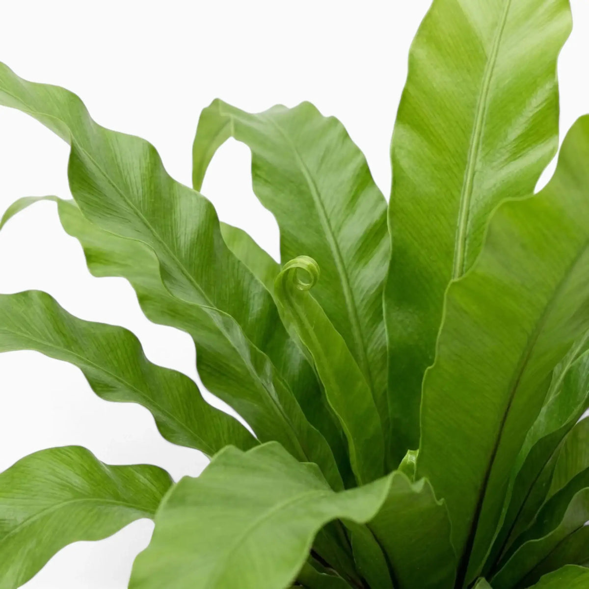 Asplenium antiquum – Nahaufnahme breiter, bogig überhängender grüner Wedel