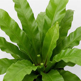 Asplenium antiquum – Nahaufnahme breiter, bogig überhängender grüner Wedel