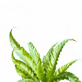 Asplenium antiquum 'Osaka' leaf detail on white background.