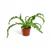 Asplenium antiquum 'Osaka' potted plant in nursery pot on white background.