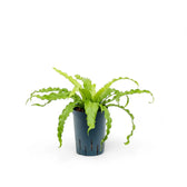 Asplenium antiquum 'Osaka' potted plant in nursery pot on white background.