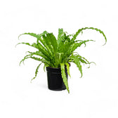 Asplenium antiquum 'Osaka' potted plant in nursery pot on white background.