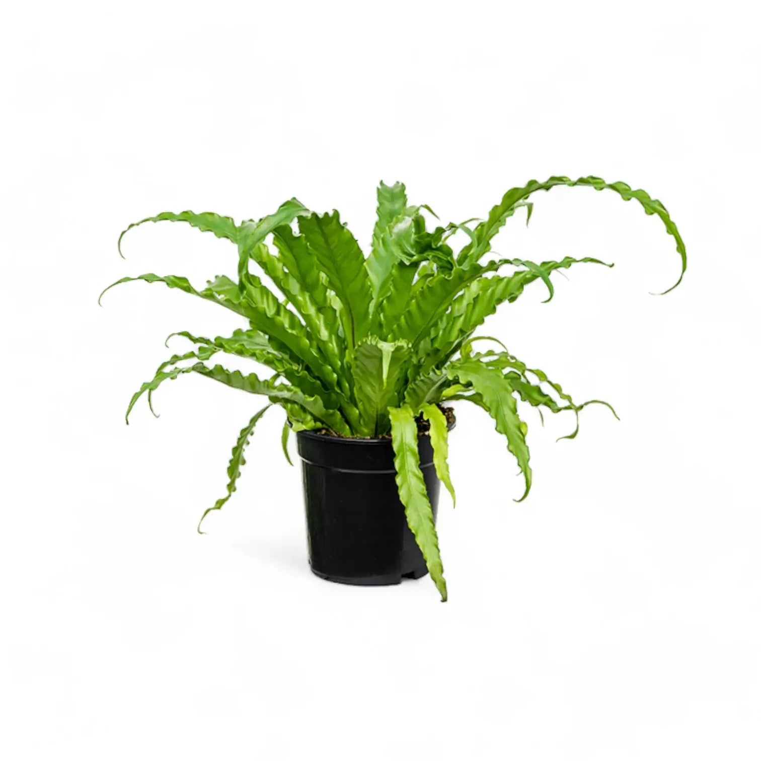 Asplenium antiquum 'Osaka' potted plant in nursery pot on white background.