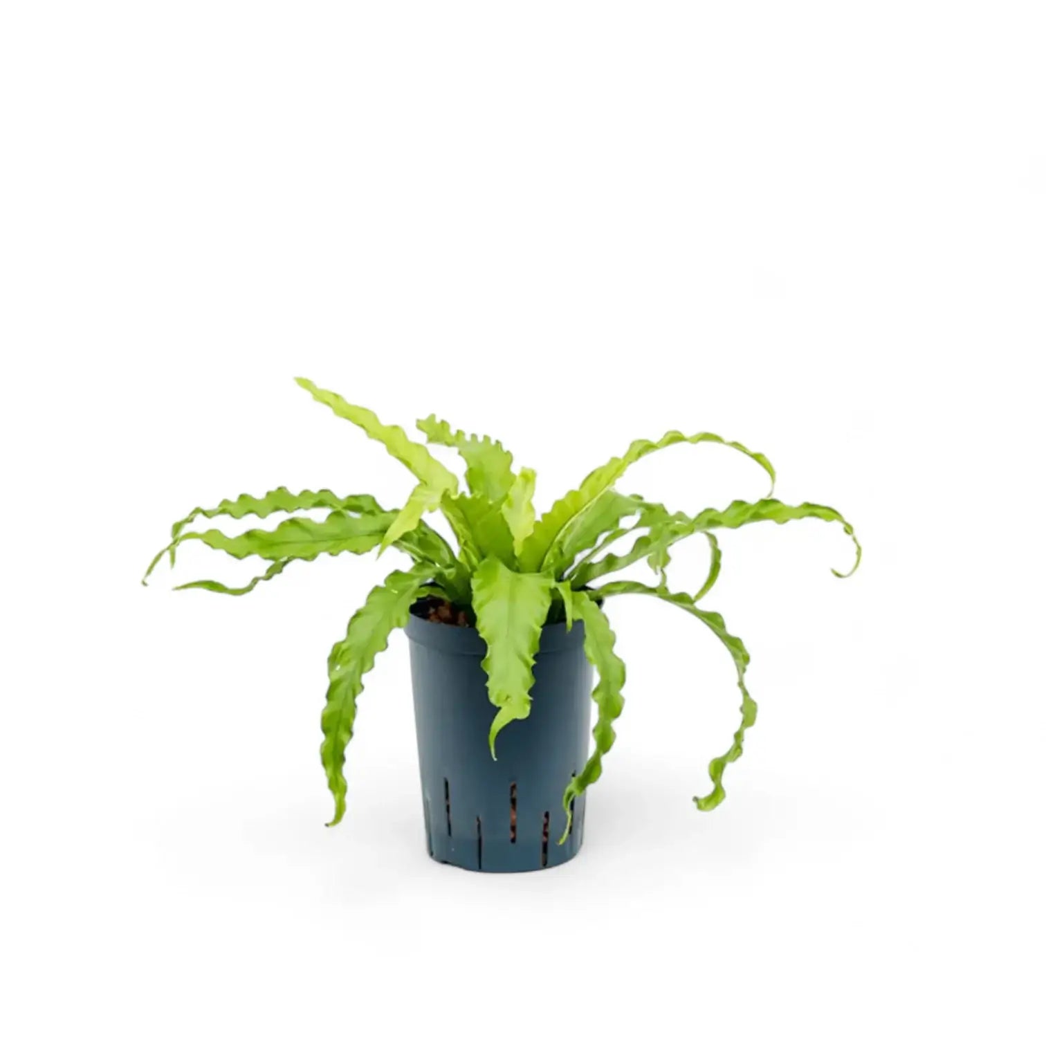 Asplenium antiquum 'Osaka' potted plant in nursery pot on white background.