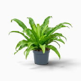 Asplenium antiquum – Farn mit breiten, bogig überhängenden grünen Wedeln in einer Rosette