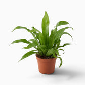 Asplenium antiquum – Farn mit breiten, bogig überhängenden grünen Wedeln in einer Rosette