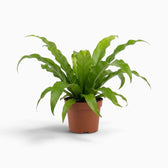 Asplenium antiquum – Farn mit breiten, bogig überhängenden grünen Wedeln in einer Rosette