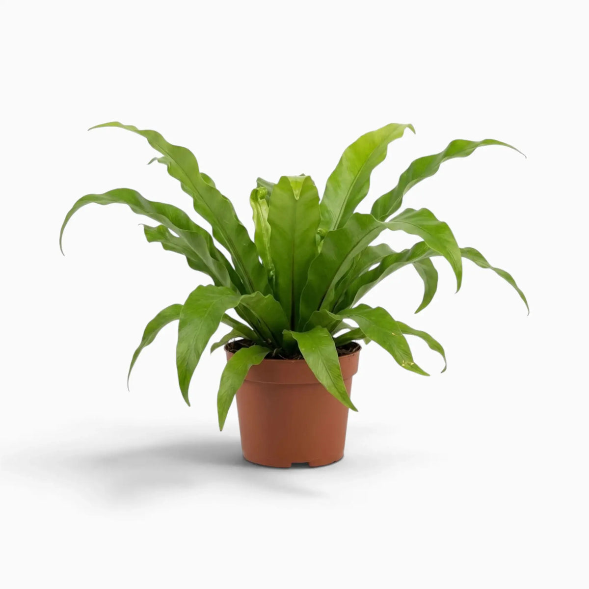 Asplenium antiquum – Farn mit breiten, bogig überhängenden grünen Wedeln in einer Rosette