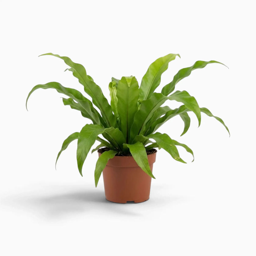 Asplenium antiquum – Farn mit breiten, bogig überhängenden grünen Wedeln in einer Rosette