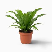 Asplenium antiquum – Farn mit breiten, bogig überhängenden grünen Wedeln in einer Rosette