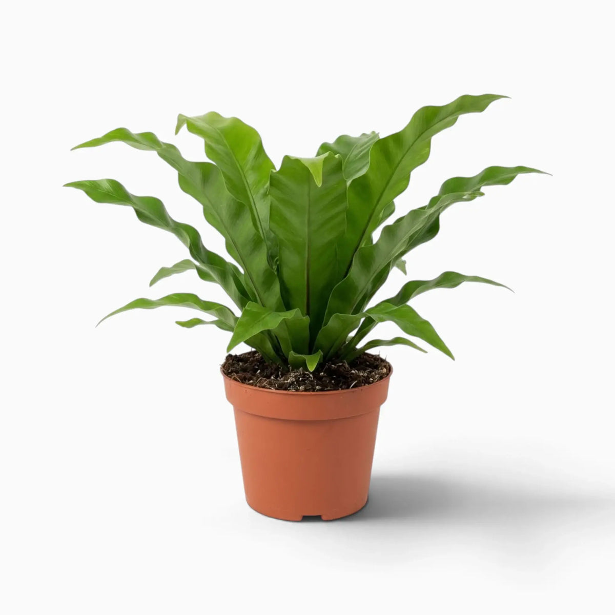 Asplenium antiquum – Farn mit breiten, bogig überhängenden grünen Wedeln in einer Rosette