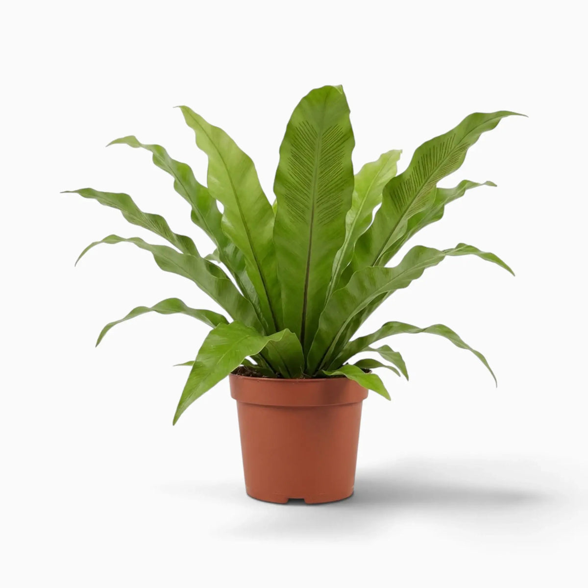 Asplenium antiquum – Farn mit breiten, bogig überhängenden grünen Wedeln in einer Rosette