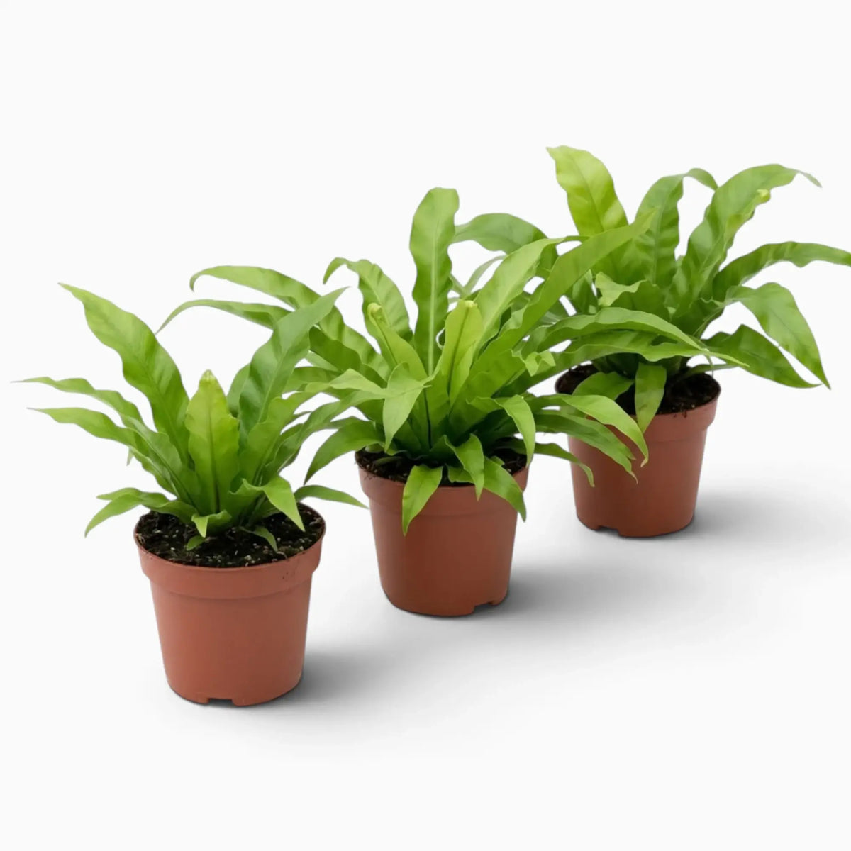 Asplenium antiquum – Farn mit breiten, bogig überhängenden grünen Wedeln in einer Rosette