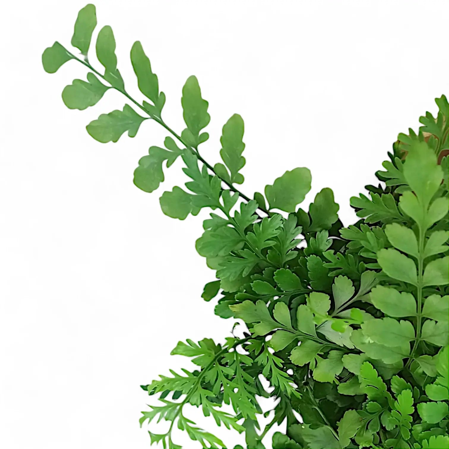 Nahaufnahme von Asplenium dimorphum x difforme ‘Parvati’, auch bekannt als 'Austral Gem' vor weißem Hintergrund.