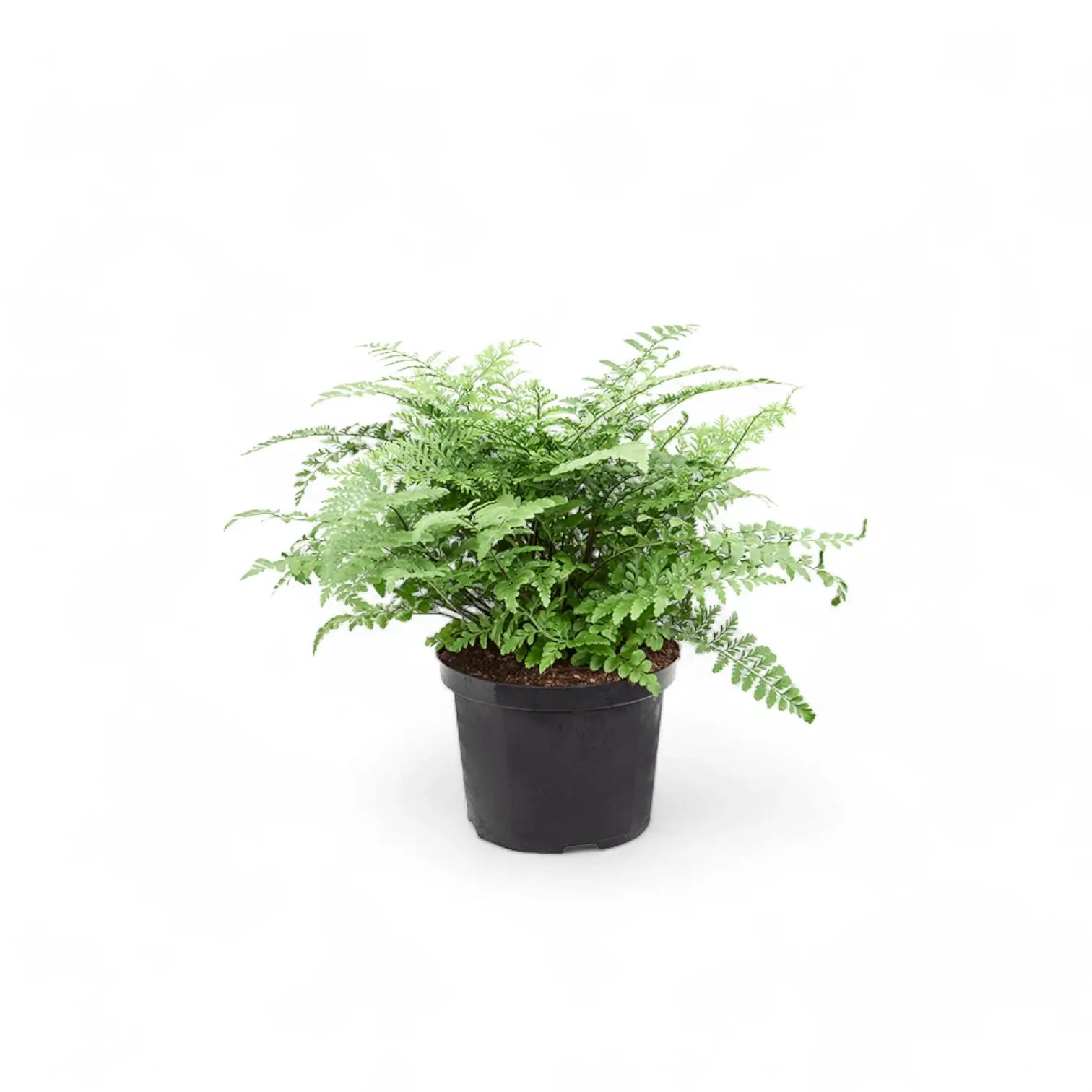 Asplenium dimorphum x difforme ‘Parvati’ (auch 'Austral Gem') – Zimmerpflanze im Kulturtopf auf weißem Hintergrund, Produktfoto 2.