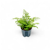 Asplenium dimorphum x difforme ‘Parvati’ aka 'Austral Gem' potted plant in nursery pot on white background.