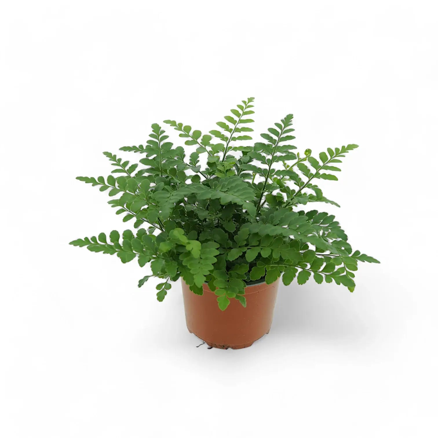 Asplenium dimorphum x difforme ‘Parvati’ aka 'Austral Gem' potted plant in nursery pot on white background.