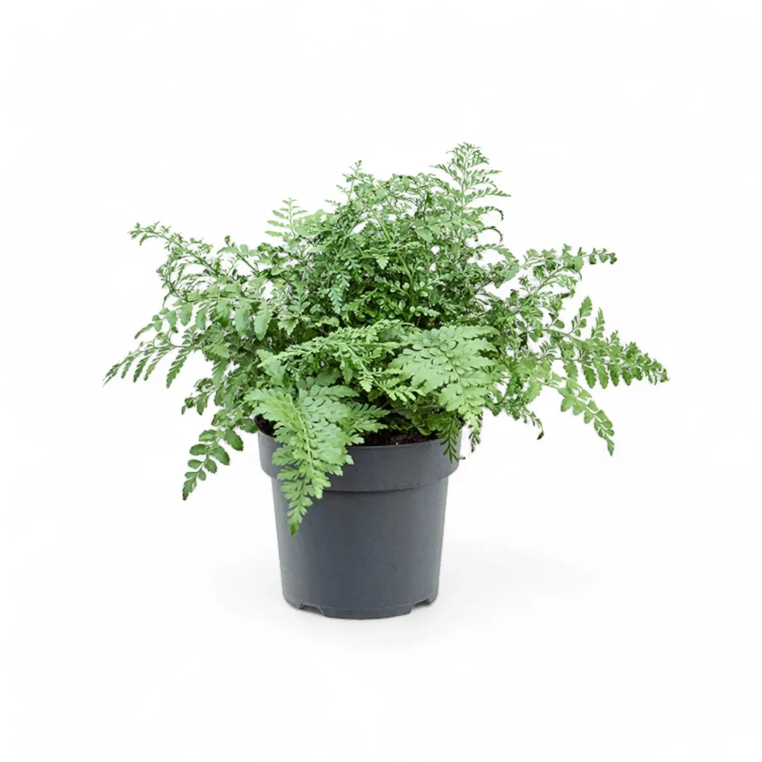 Asplenium dimorphum x difforme ‘Parvati’ aka 'Austral Gem' potted plant in nursery pot on white background.