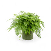 Asplenium dimorphum x difforme ‘Parvati’ aka 'Austral Gem' potted plant in nursery pot on white background.