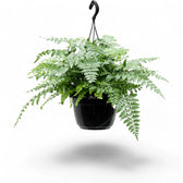 Asplenium dimorphum x difforme ‘Parvati’ aka 'Austral Gem' potted plant in nursery pot on white background.