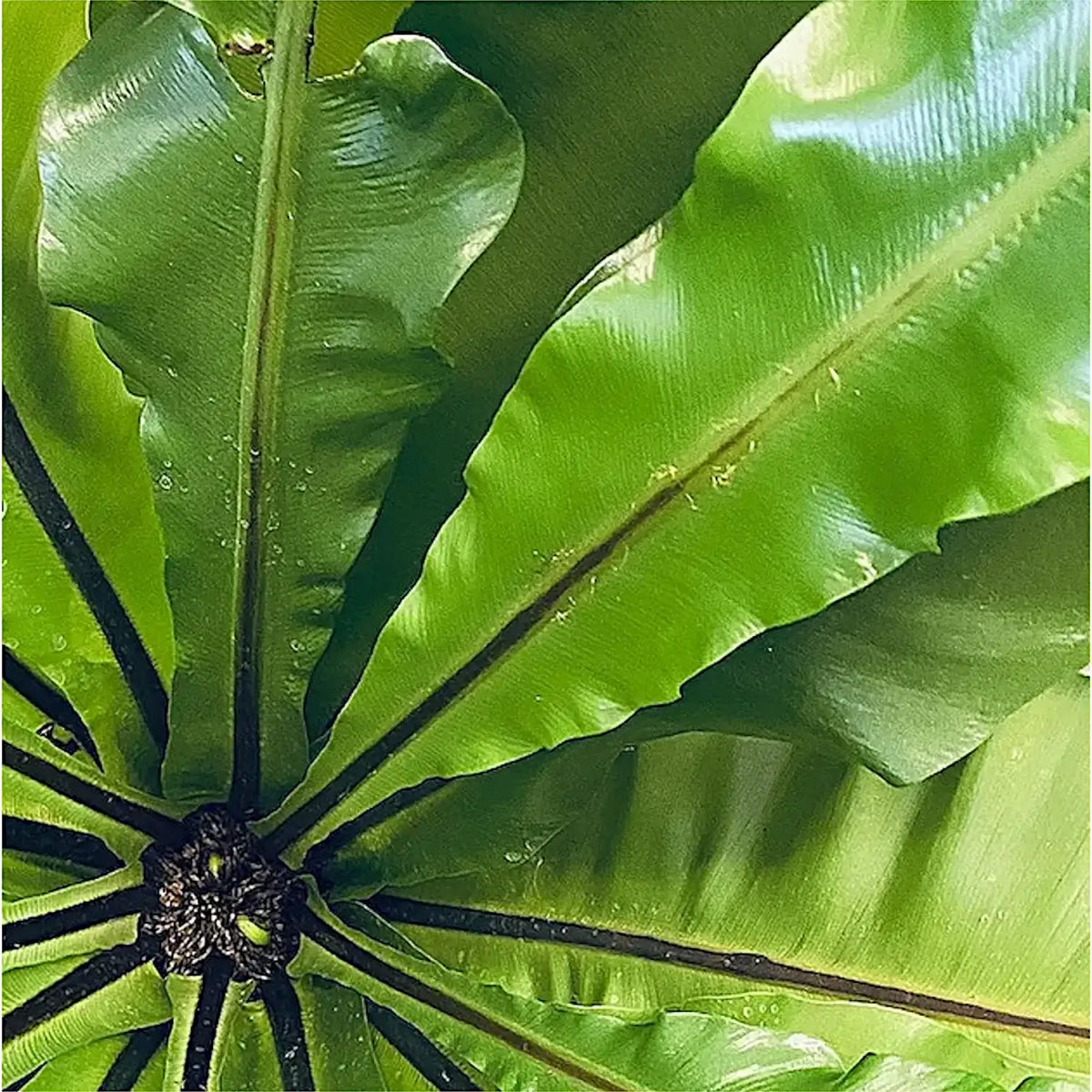 asplenium nidus bird's nest fern size Asplenium nidus
