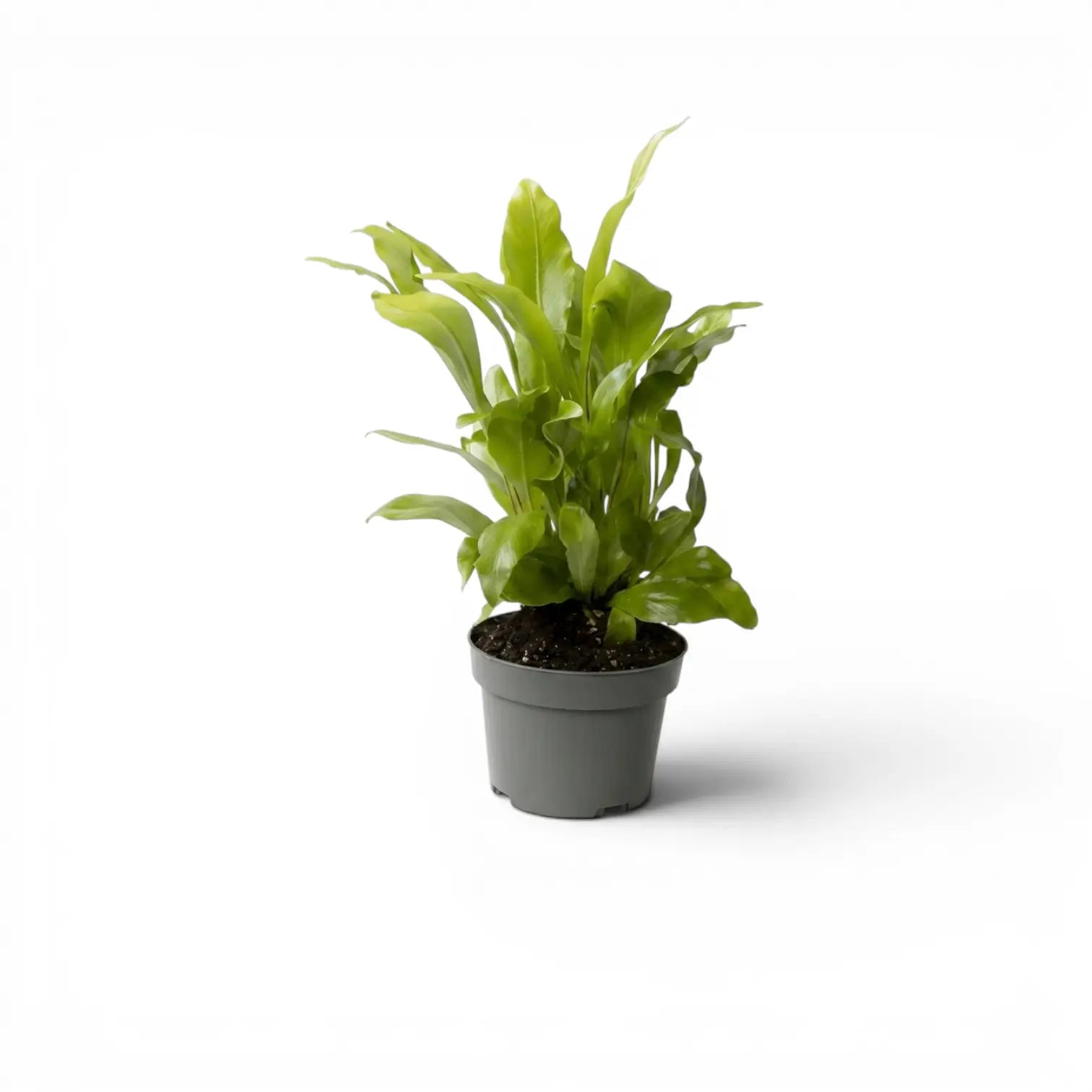 Asplenium nidus als Baby-Pflanze im Kulturtopf.