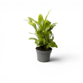 Asplenium nidus als Baby-Pflanze im Kulturtopf.