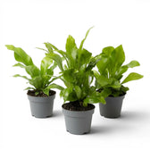 Asplenium nidus als Baby-Pflanze im Kulturtopf.