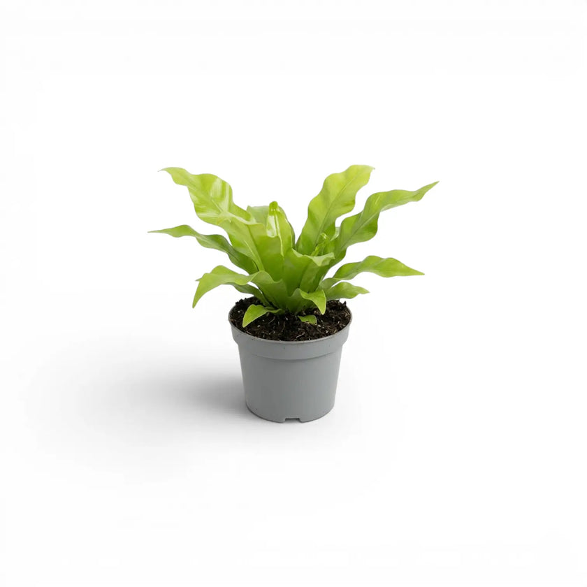 Asplenium nidus baby plant in a nursery pot.