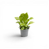 Asplenium nidus als Baby-Pflanze im Kulturtopf.