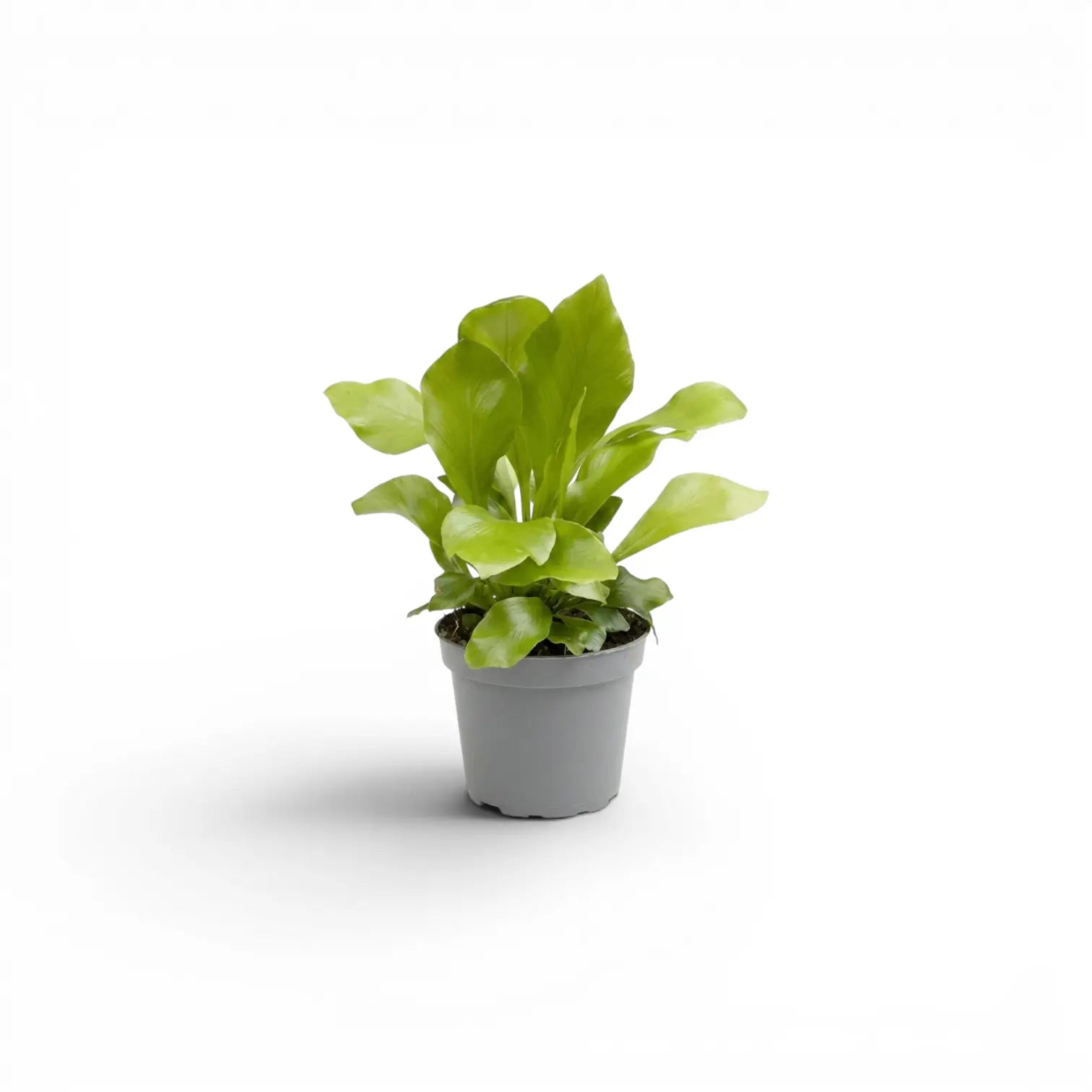 Asplenium nidus als Baby-Pflanze im Kulturtopf.