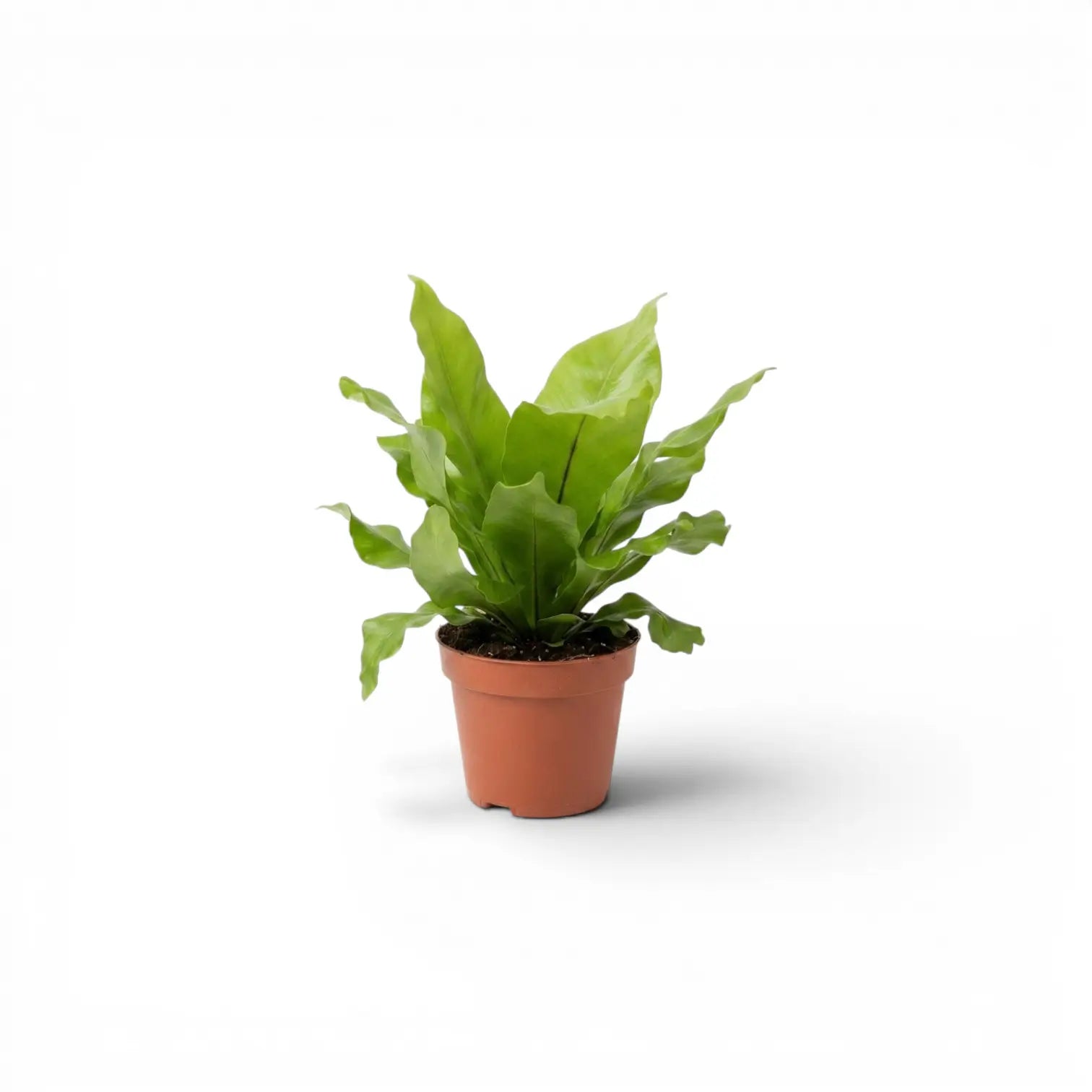 Asplenium nidus als Baby-Pflanze im Kulturtopf.