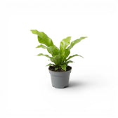 Asplenium nidus als Baby-Pflanze im Kulturtopf.