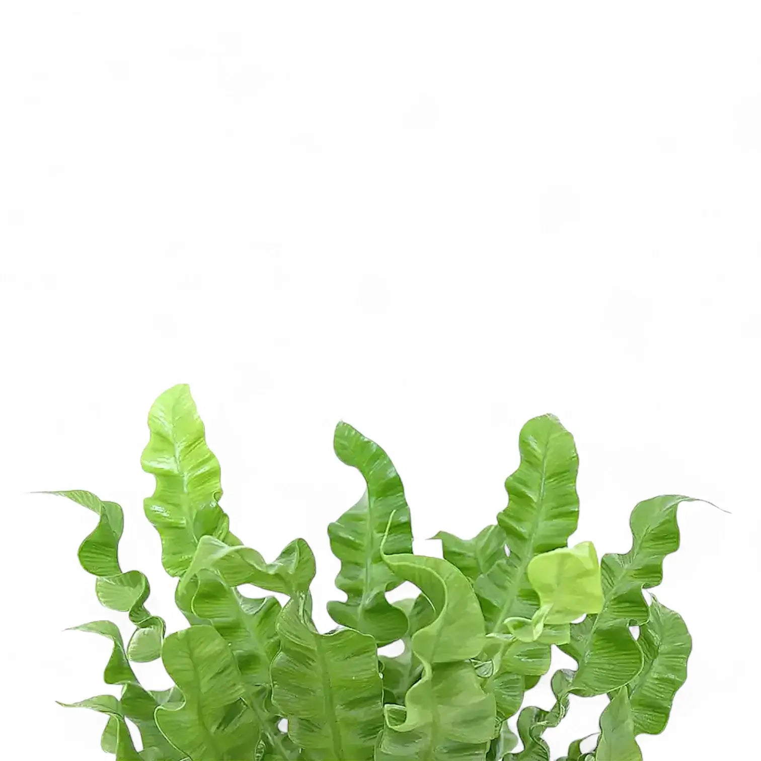 Asplenium nidus 'Crispy Wave' close-up of leaf on white background.