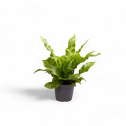 Asplenium nidus 'Crispy Wave' potted plant in nursery pot on white background.