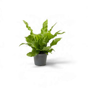 Small Asplenium nidus 'Crispy Wave' with wavy green fronds in a grey pot