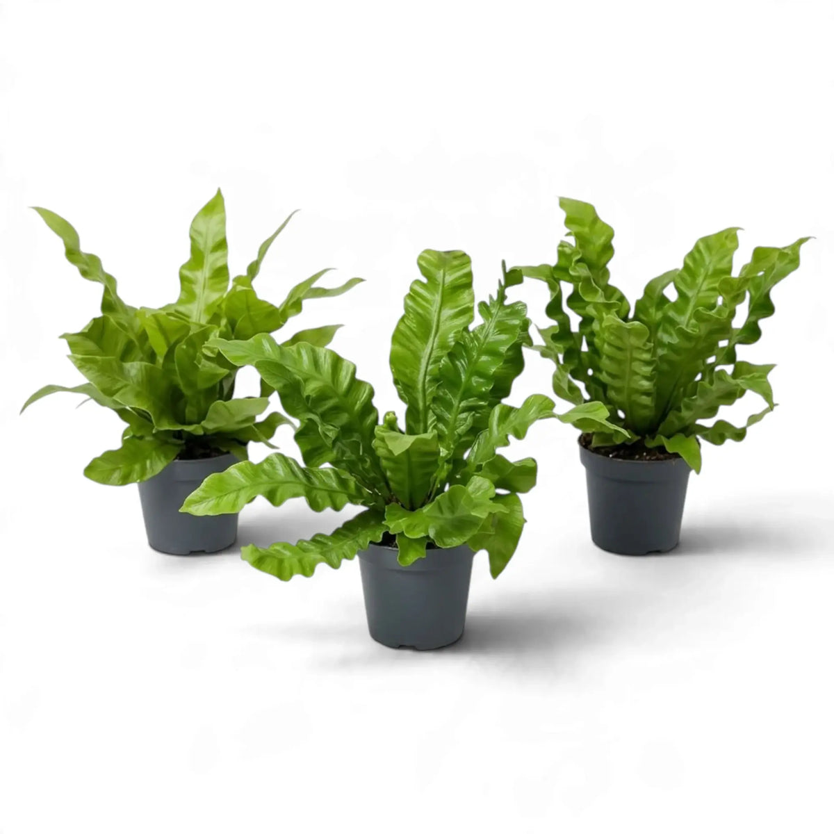 Three small Asplenium nidus 'Crispy Wave' ferns in separate dark pots