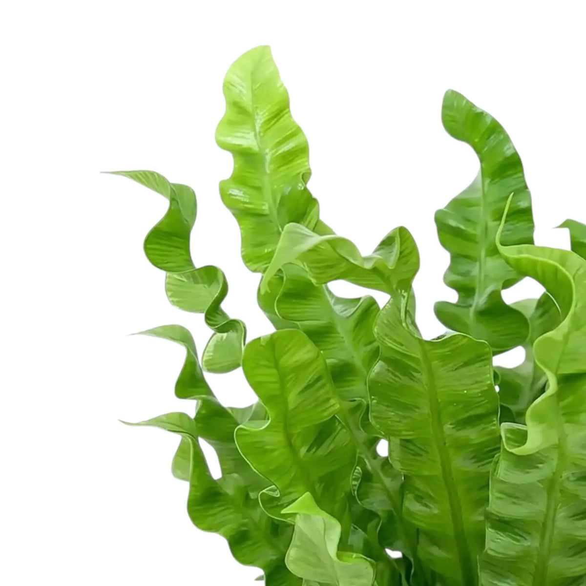 Close-up of bright green Asplenium nidus 'Crispy Wave' fronds with curled edges