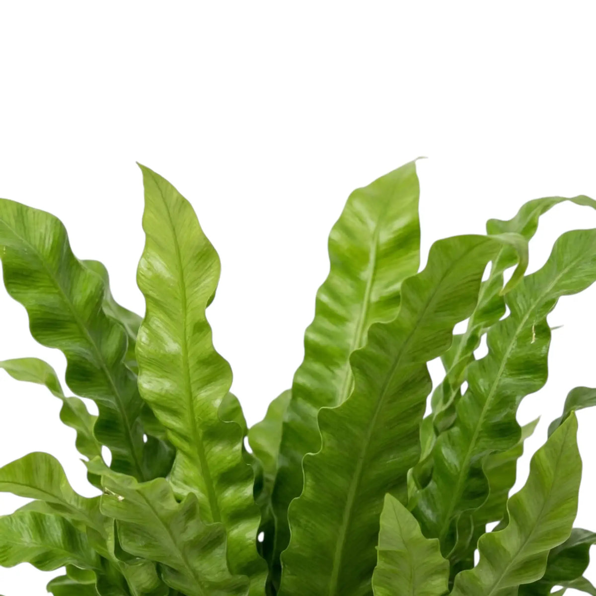Close-up of Asplenium nidus 'Crispy Wave' fronds with pleated green surfaces