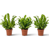 Three medium Asplenium nidus 'Crispy Wave' ferns in orange nursery pots