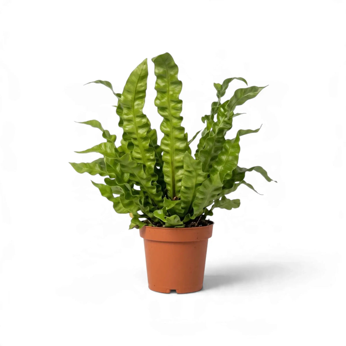 Medium Asplenium nidus 'Crispy Wave' with upright fronds in an orange pot