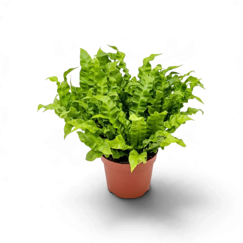Potted Asplenium nidus 'Crispy Wave' with a dense rosette of wavy fronds